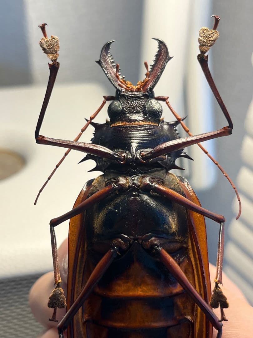 【106mm♀】オオキバウスバカミキリ標本 Macrodontia昆虫標本