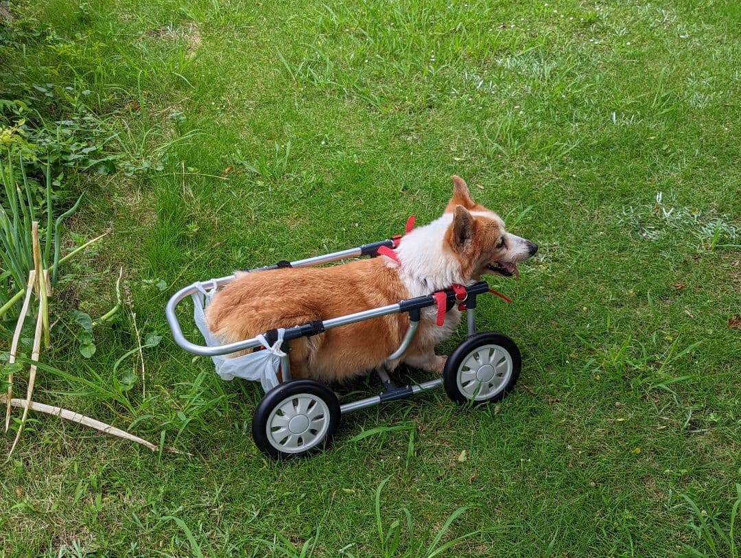 犬用車椅子四輪 中古品　 （主にコーギー）