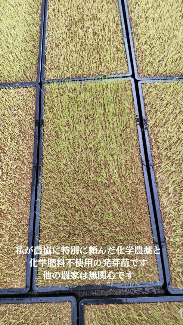 私といるとなぜか元気に？ ７年産コシヒカリ 玄米10 kg 特栽① 農薬等不使用