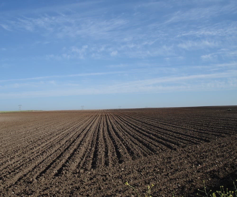 オーガニック甜菜糖（てんさい糖）　25kg　EUオーガニック認証　イタリア産