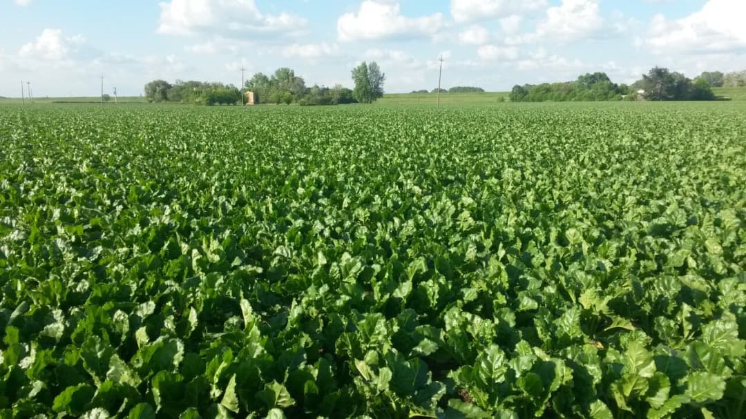 オーガニック甜菜糖（てんさい糖）　25kg　EUオーガニック認証　イタリア産