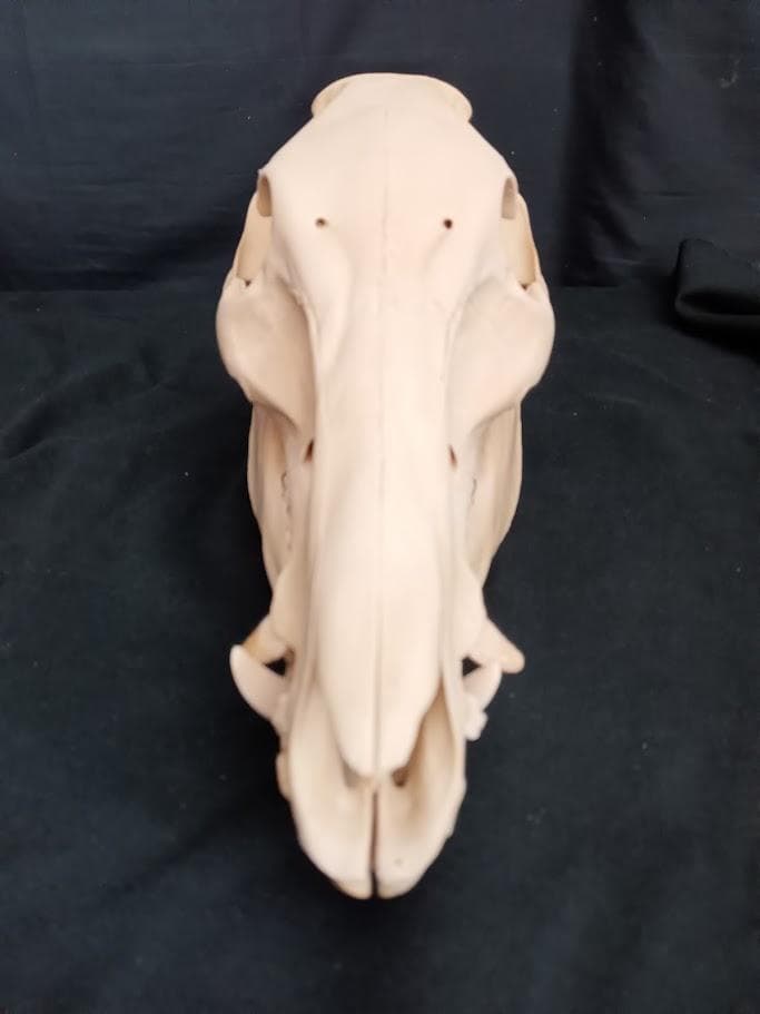 【頭骨標本】種名　イノシシ ♀ ２８Kg　頭長２５ｃｍ