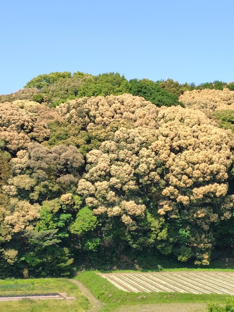 ♥️★極み希少限定品『100％純粋春蜜の2瓶セット』《幻の天然完熟百花蜜》