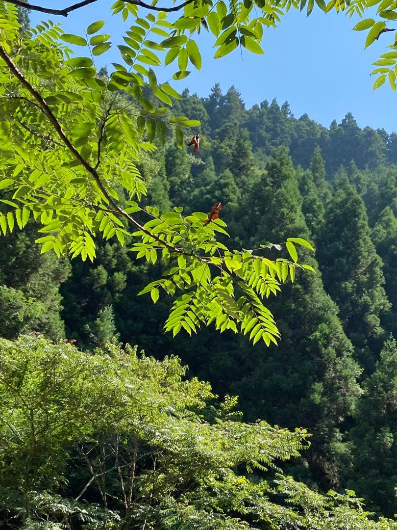 日本蜜蜂のハチミツ　巣箱違いの蜂蜜　奥山の奥のはちみつ