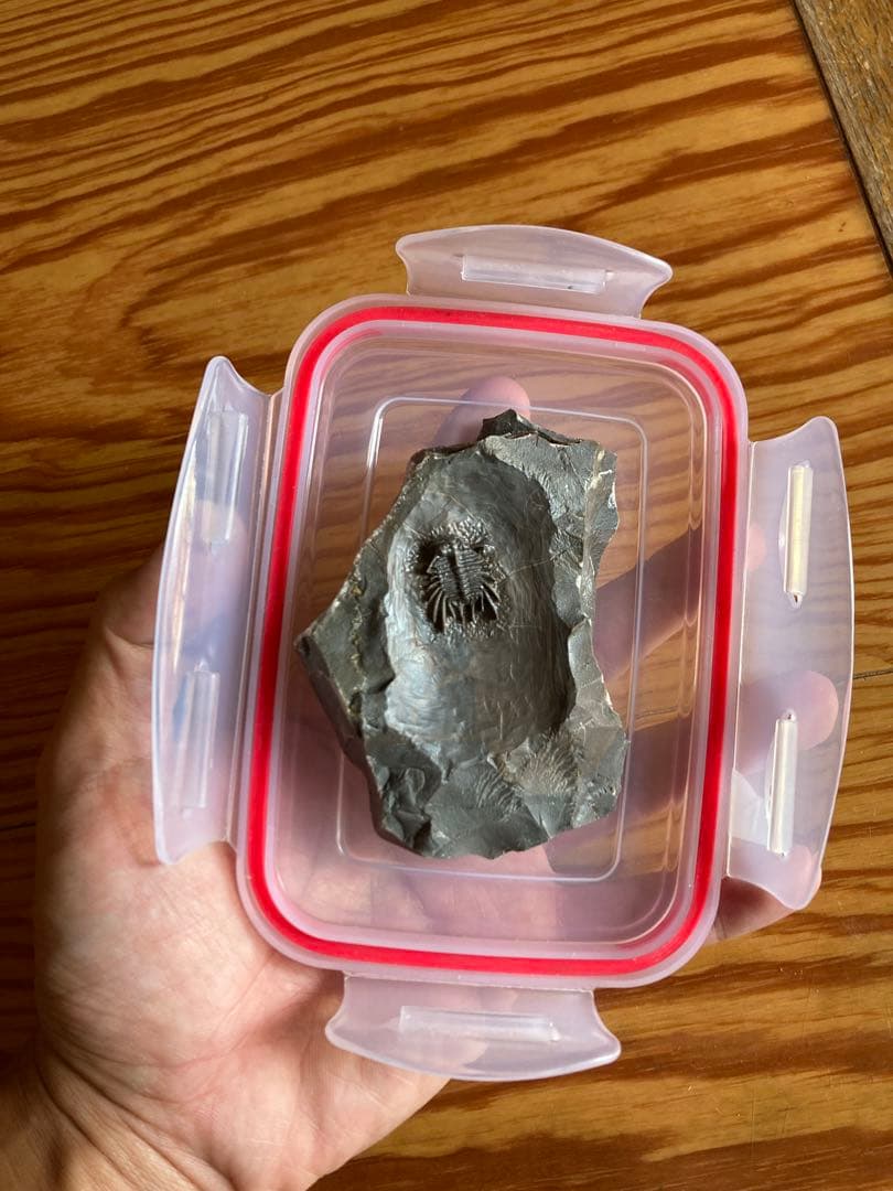 モロッコ　超絶激レア　三葉虫　化石