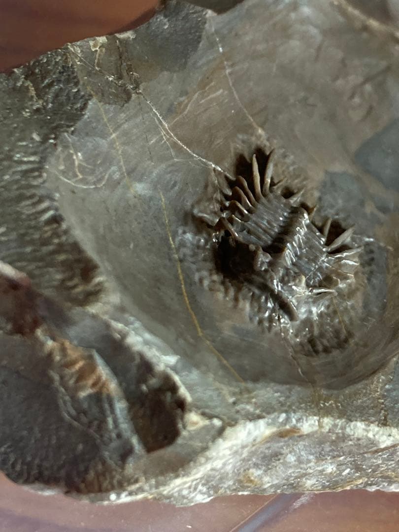 モロッコ　超絶激レア　三葉虫　化石
