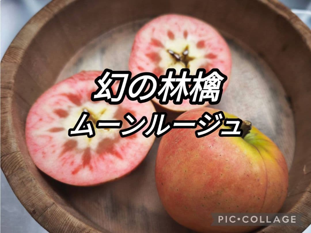 林惠子　ポッピンルージュ5キロ、ムーンルージュ5キロ　トータル10キロ