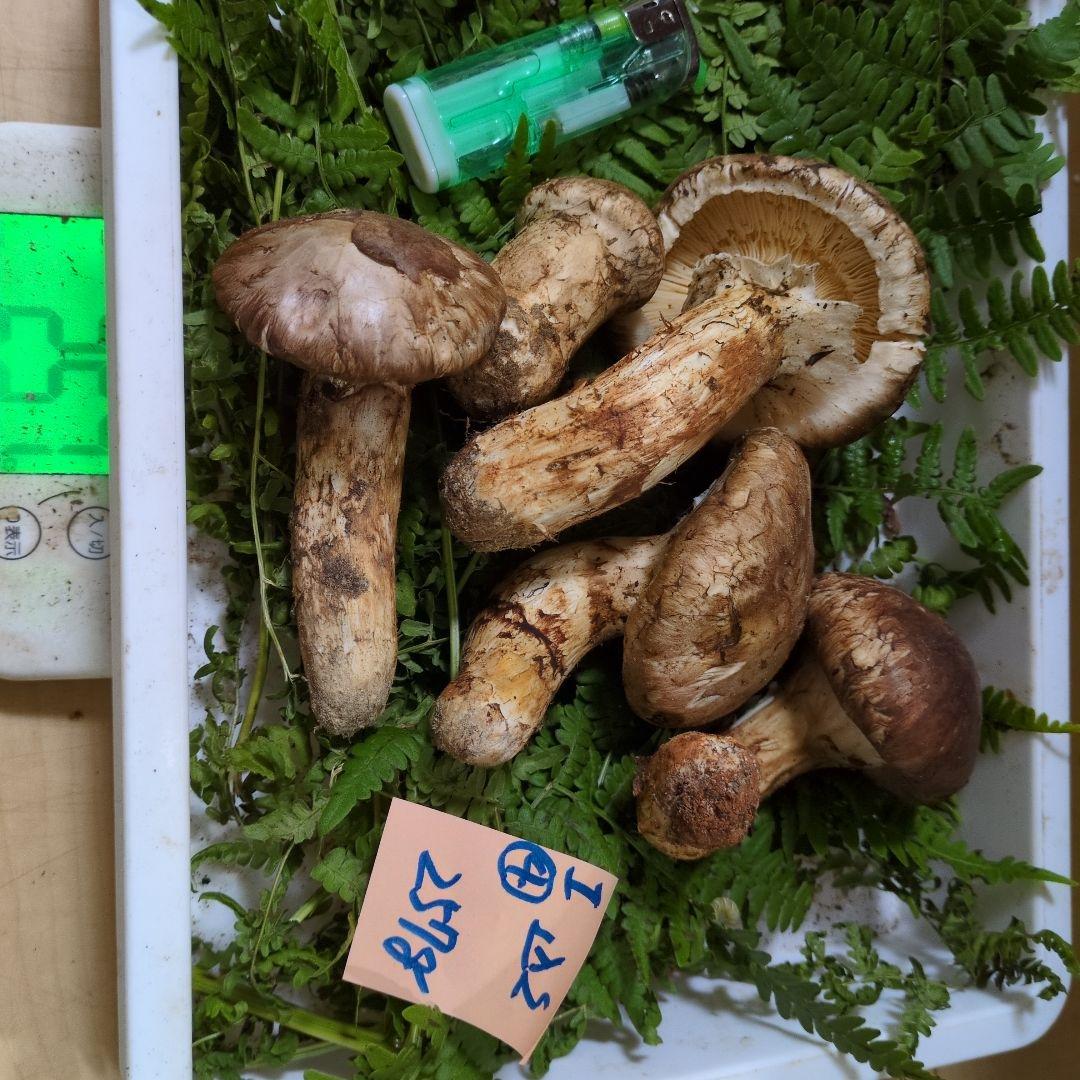 和歌山松茸 新鮮朝市　込み込み　257㌘