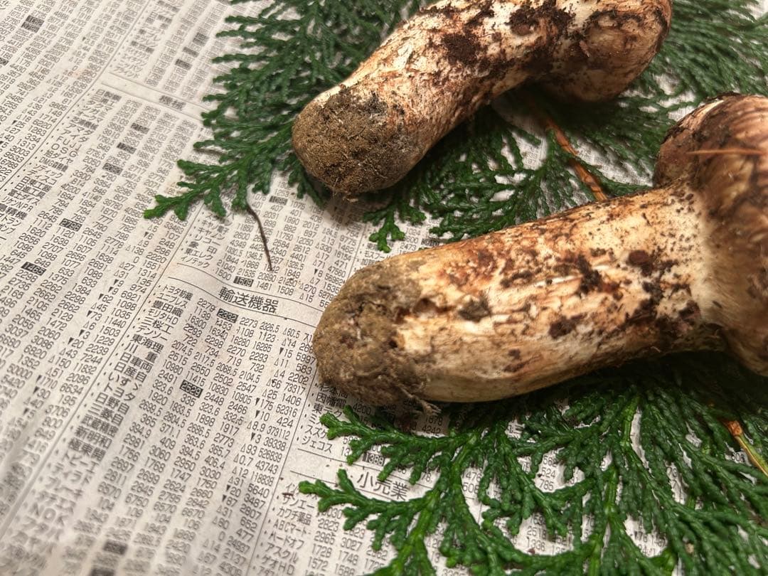 ☆信州産松茸☆今現在約110グラム☆まつたけ☆クール便送料着払い☆国産松茸☆5☆