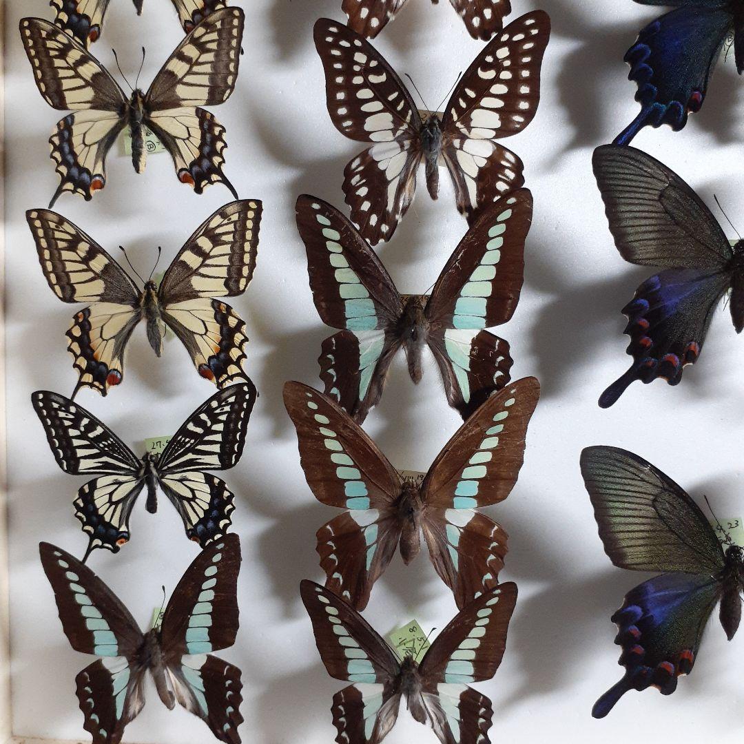 蝶標本　アゲハチョウ類8種47頭、大型ドイツ標本箱２箱入りセット
