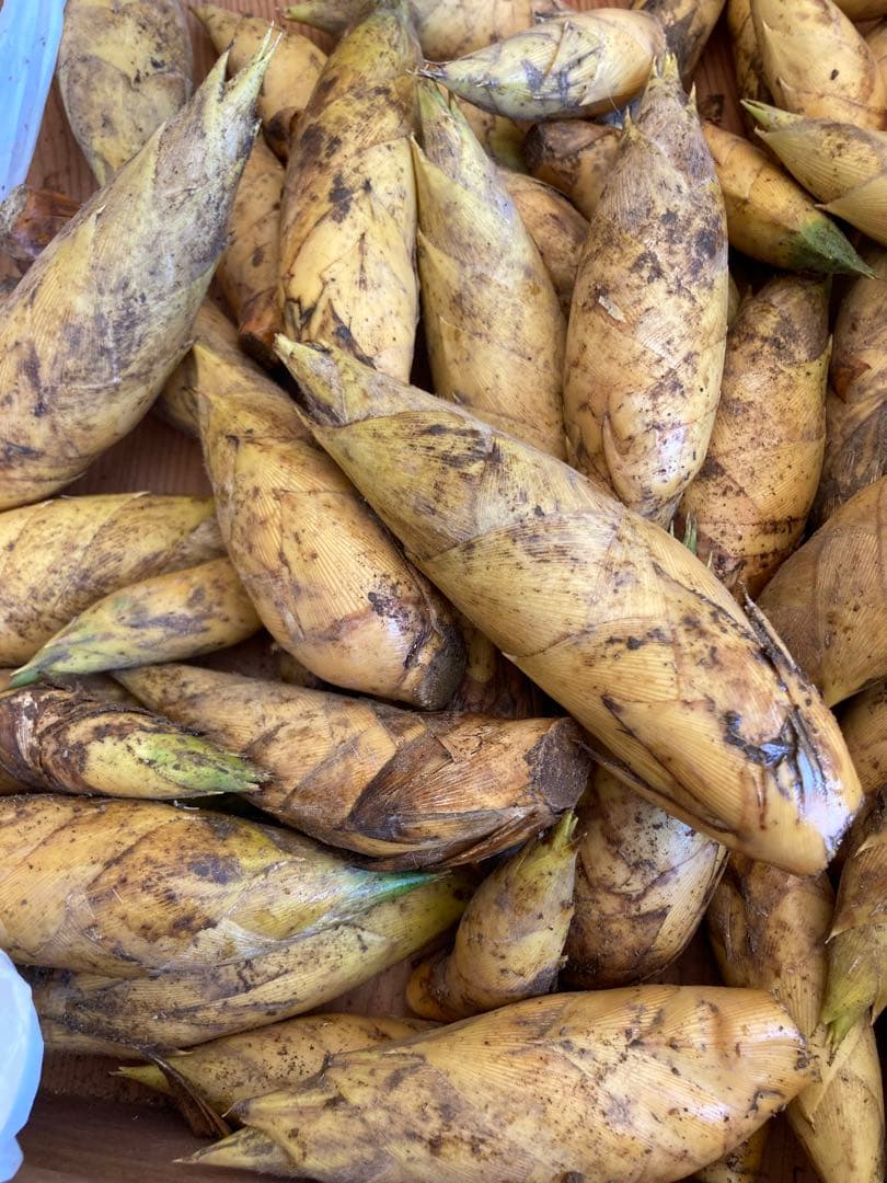 超早掘り筍3キロ