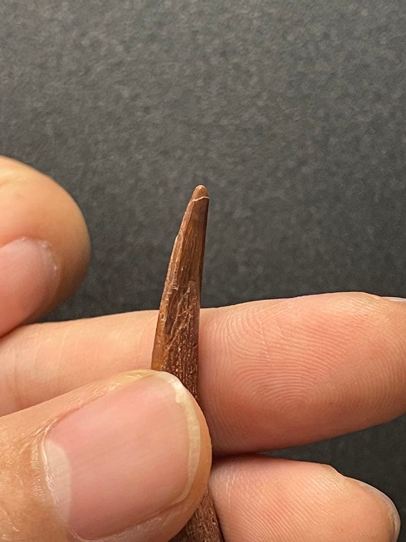 翼竜の歯　化石