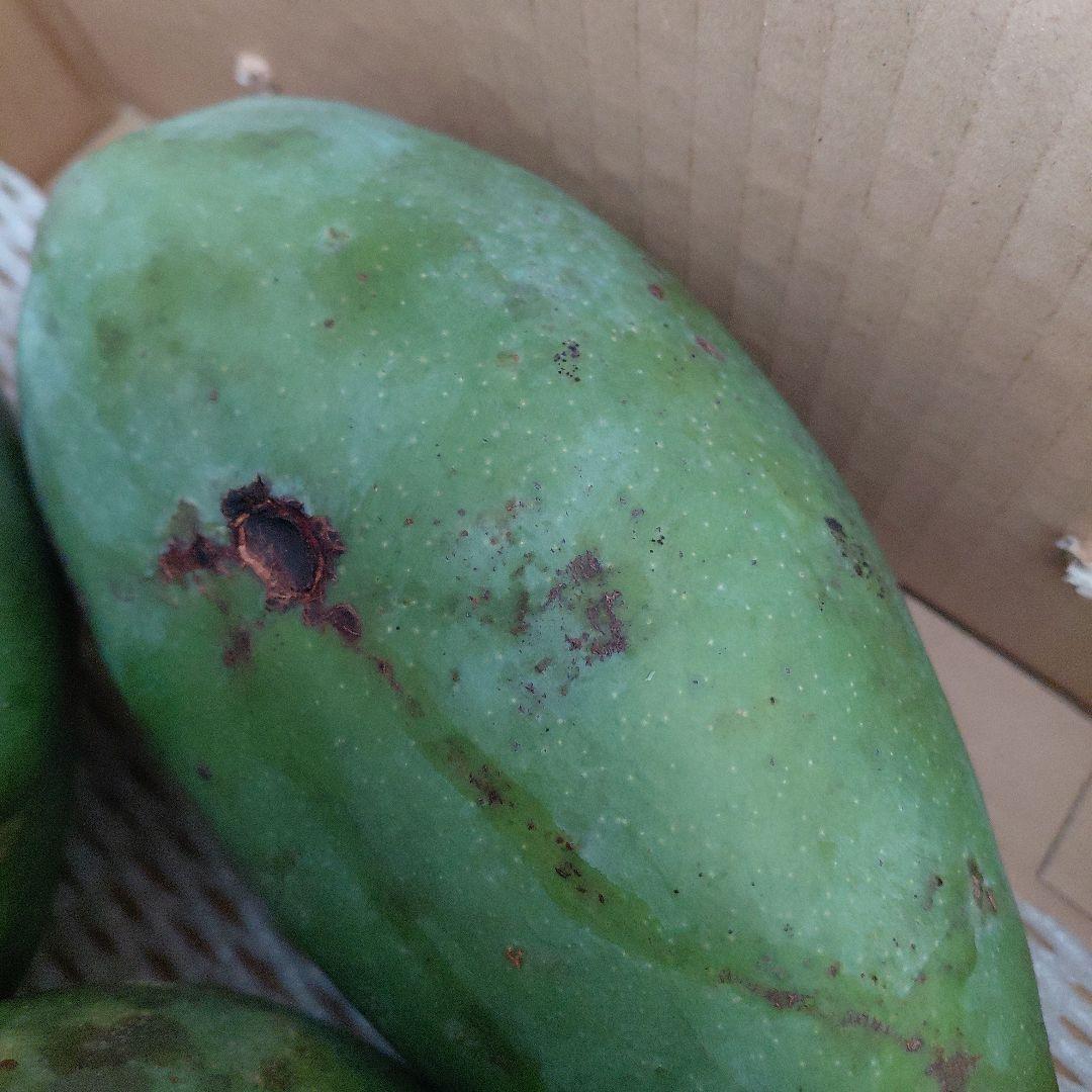 追熟型　キーツとキンコウ