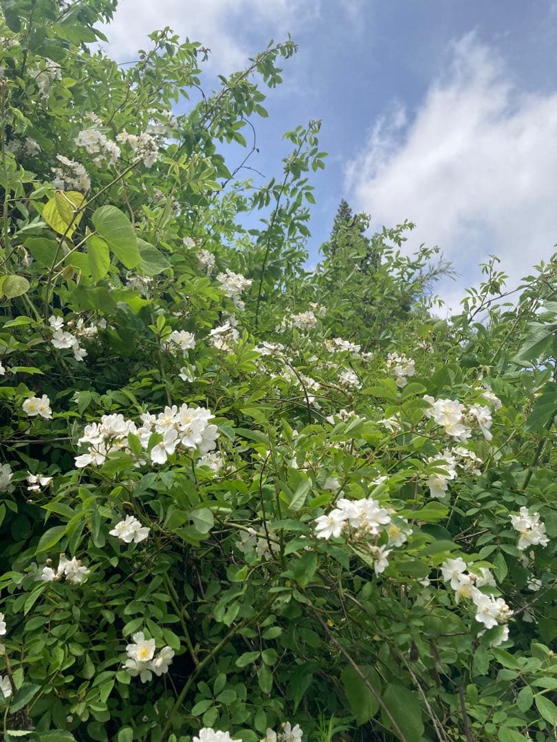 wanwan　ニホンミツバチ　生ハチミツ　　　日本蜜蜂　1120g