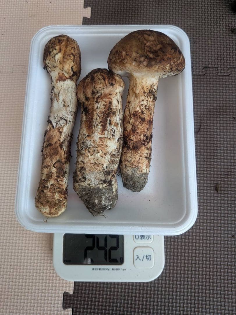 岩手県産 松茸 242g