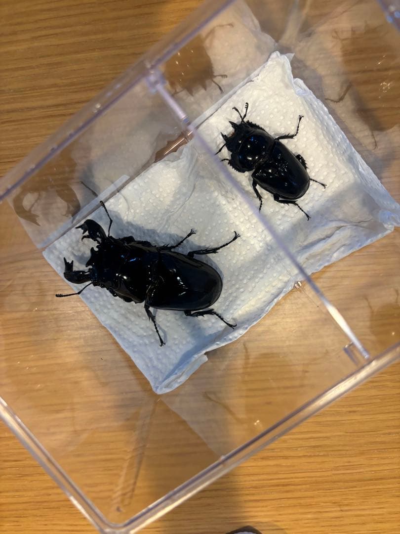 タランドゥスオオツヤクワガタ90ミリ標本用