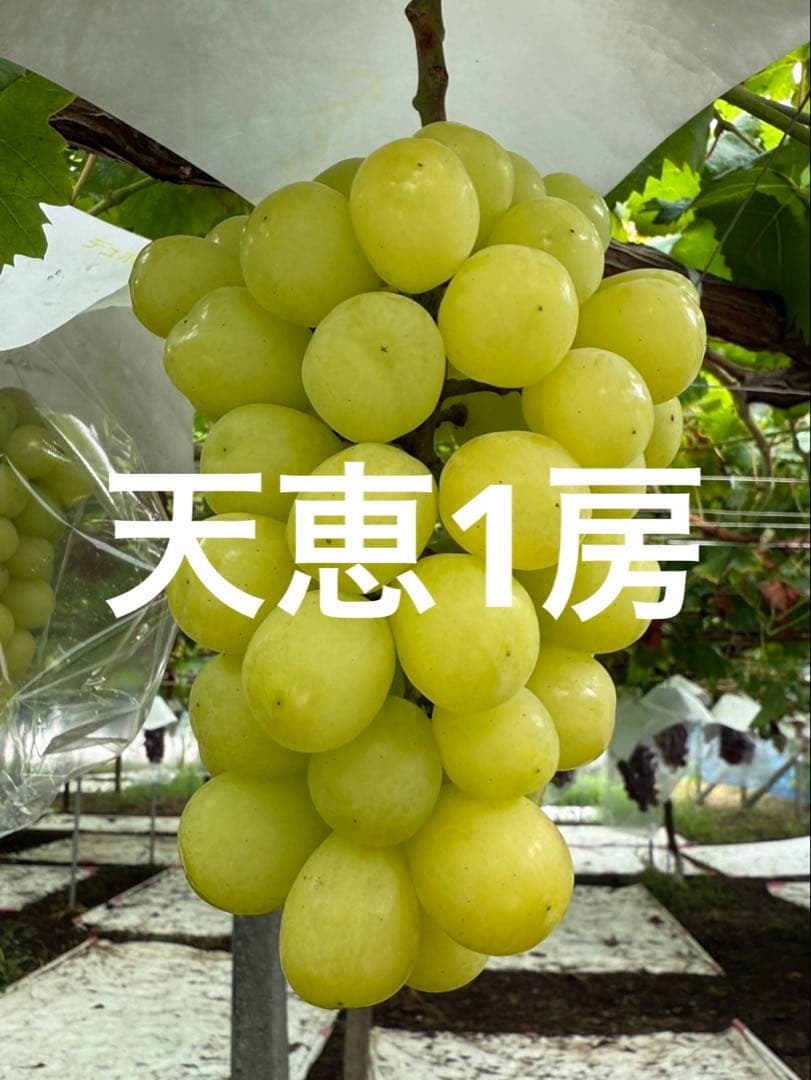 美和姫1房500gから600g 天恵　1房500gから600g