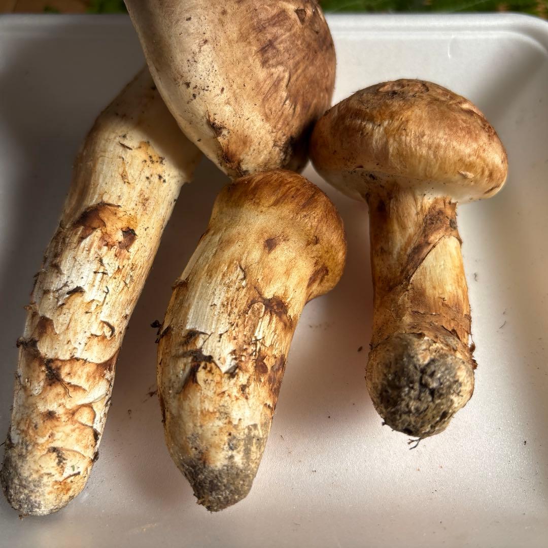 広島県産 松茸３本（146g）