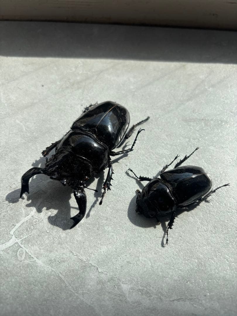 【人気大型種】　タランドゥスオオツヤツヤクワガタ　　標本　オス　メス