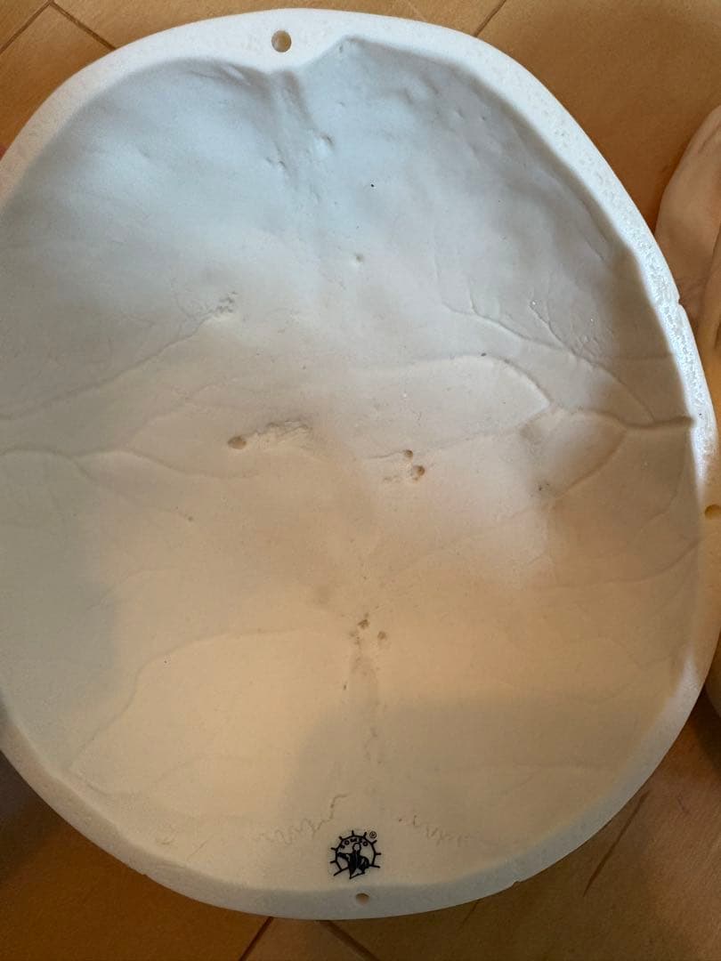 SOMSO頭蓋骨模型 解剖学的マーク付き