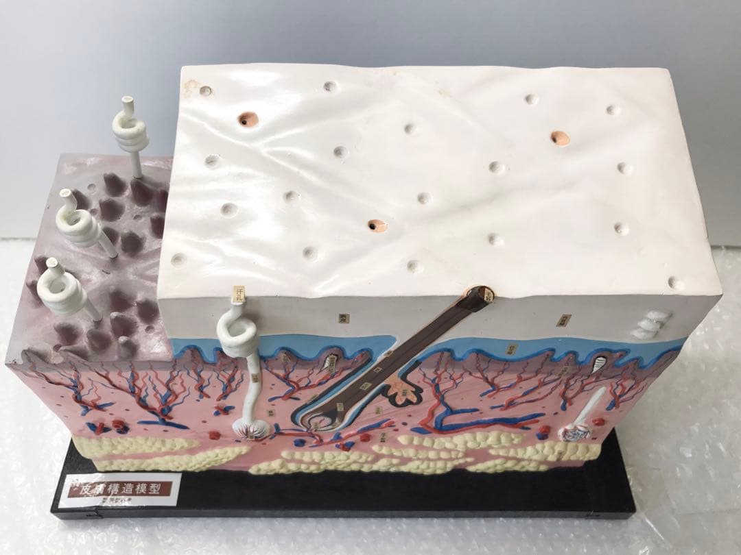 皮膚構造模型　( 株式会社京都科学) ♡
