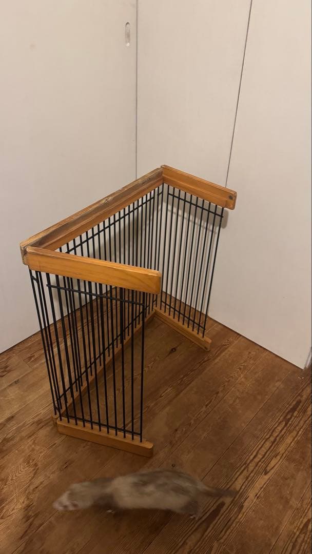 フェレット　メディカル60