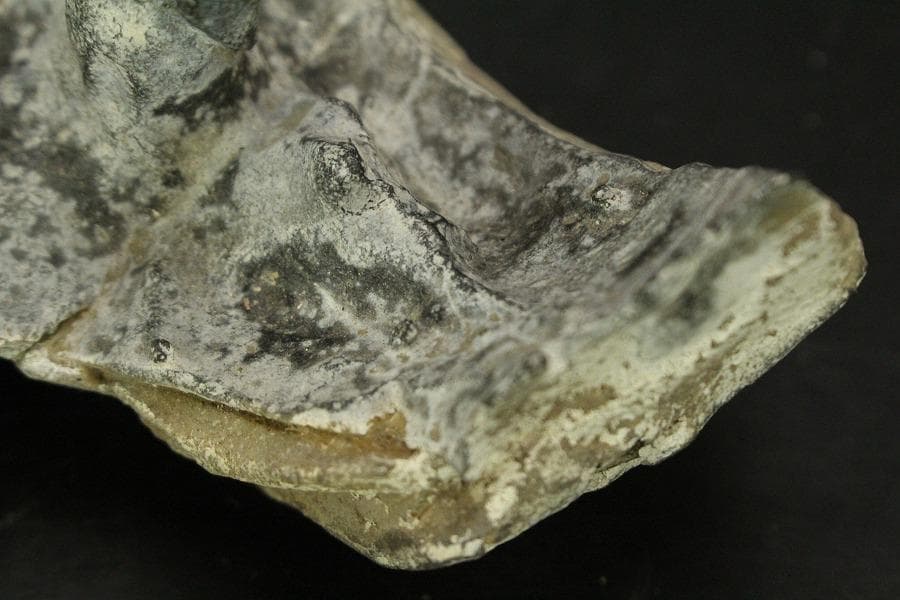 馬蹄石 夕凪観音 石仙 姿石 盆石(A598)