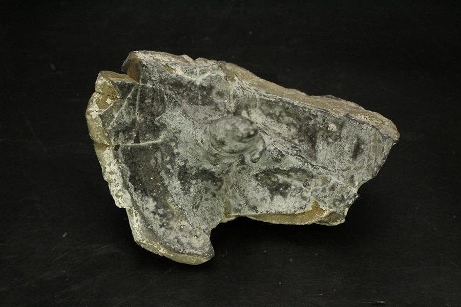 馬蹄石 夕凪観音 石仙 姿石 盆石(A598)