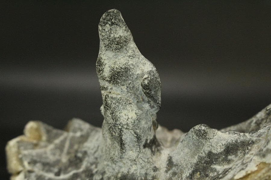 馬蹄石 夕凪観音 石仙 姿石 盆石(A598)