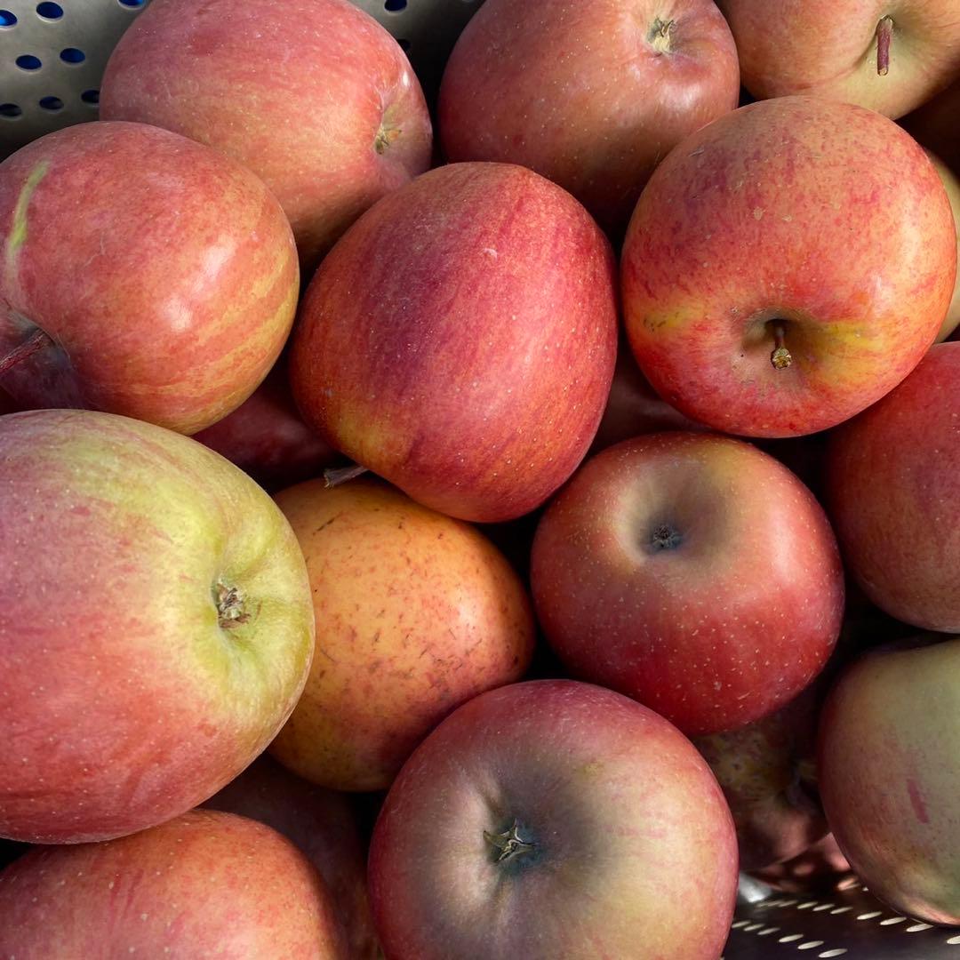 長野県産 加工用りんご 摘果りんご サンふじ 20kg 大量 スムージーに 2