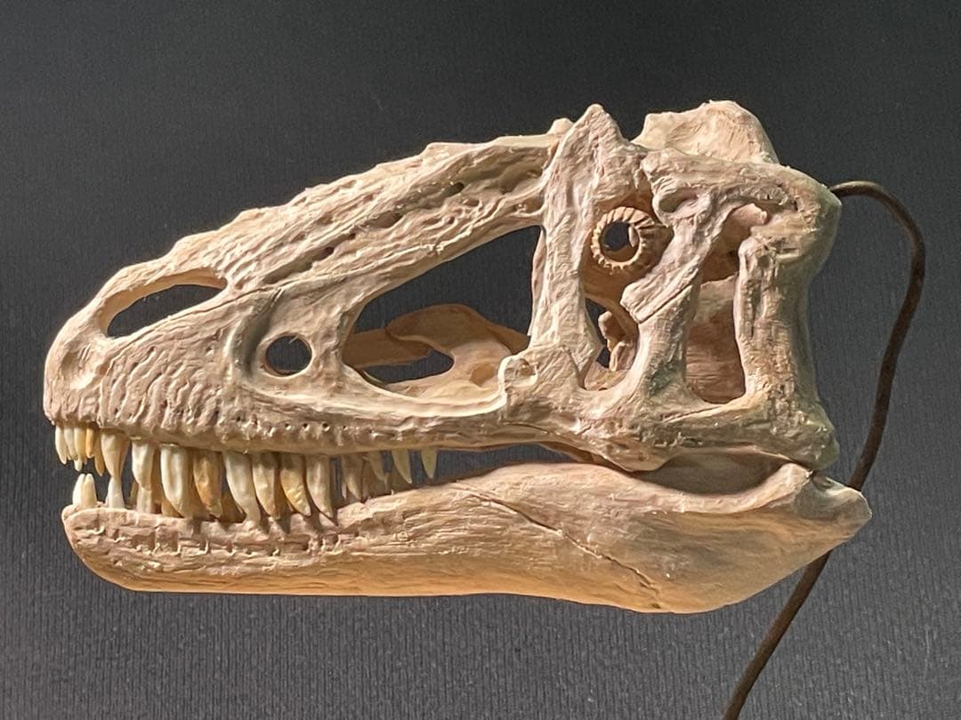 木彫　恐竜　ユウティラヌス　頭骨模型　11cm