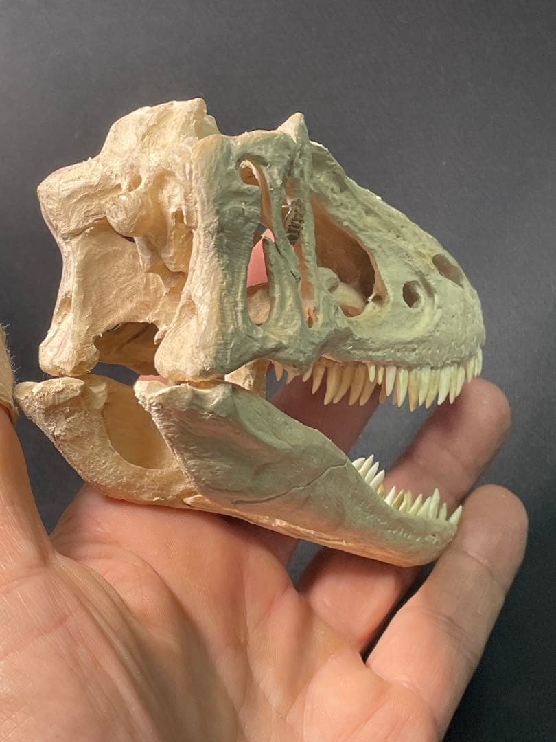 木彫　恐竜　ユウティラヌス　頭骨模型　11cm