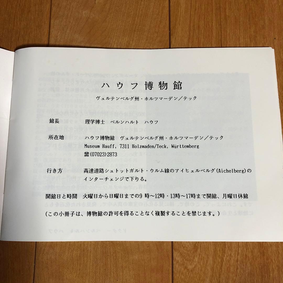 アンモナイト化石