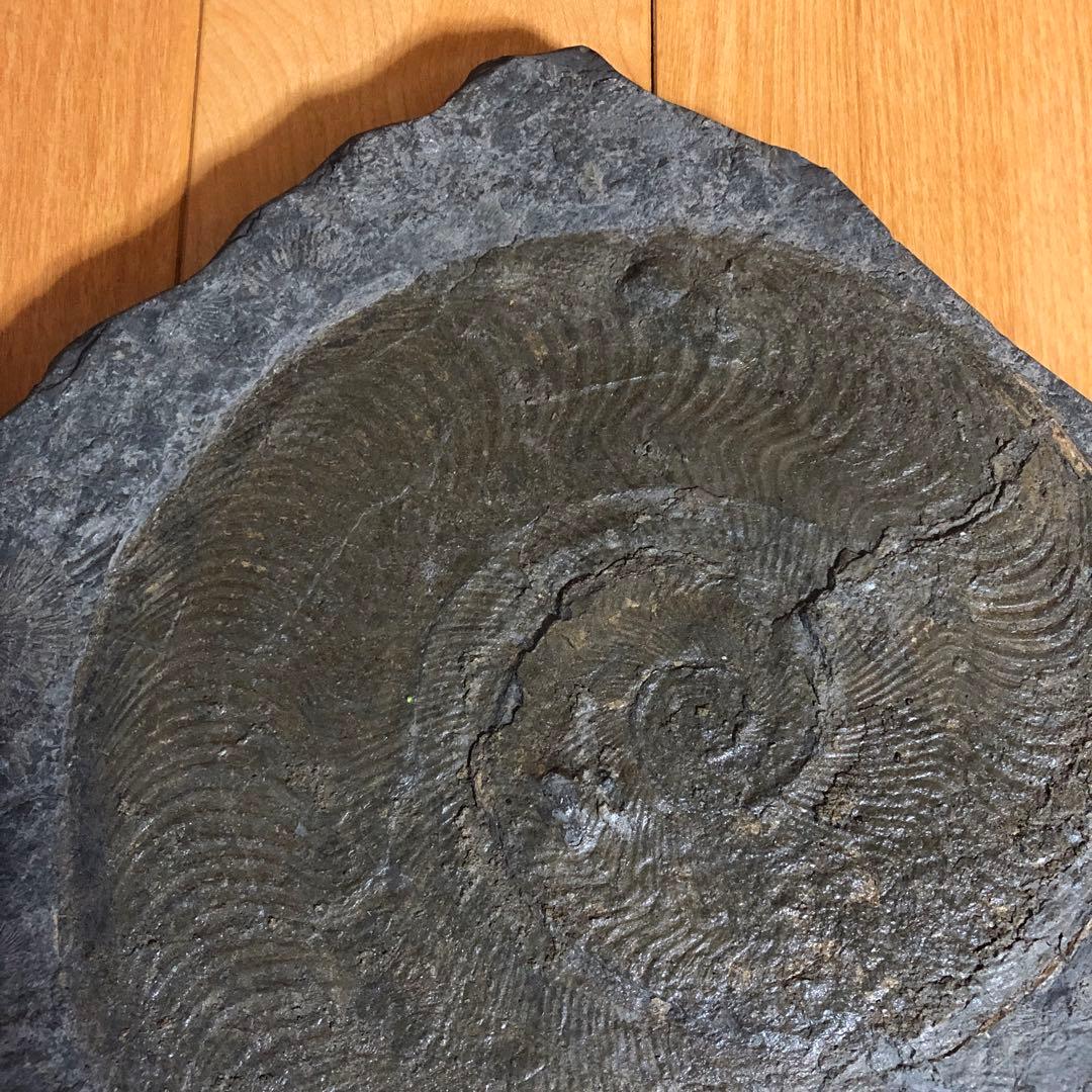 アンモナイト化石