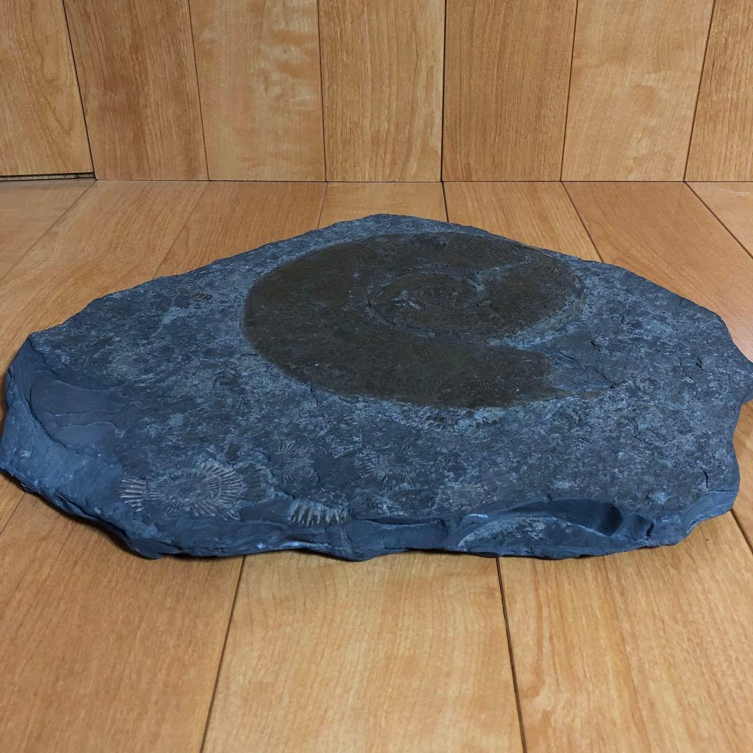 アンモナイト化石