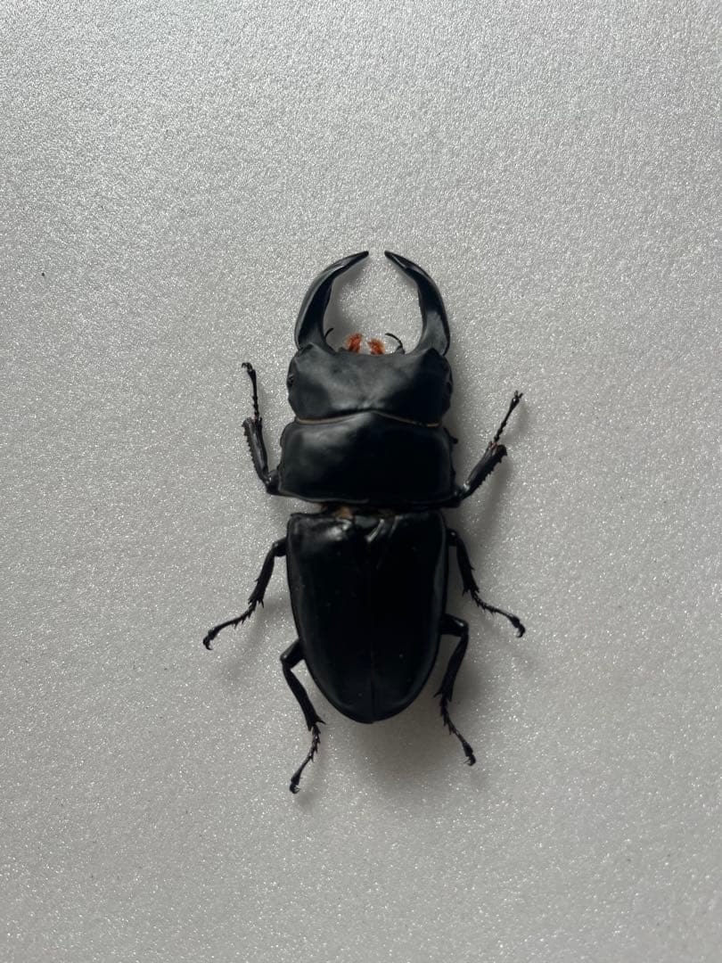 オオクワガタ89.5mm 能勢産　YG血統 昆虫標本用として