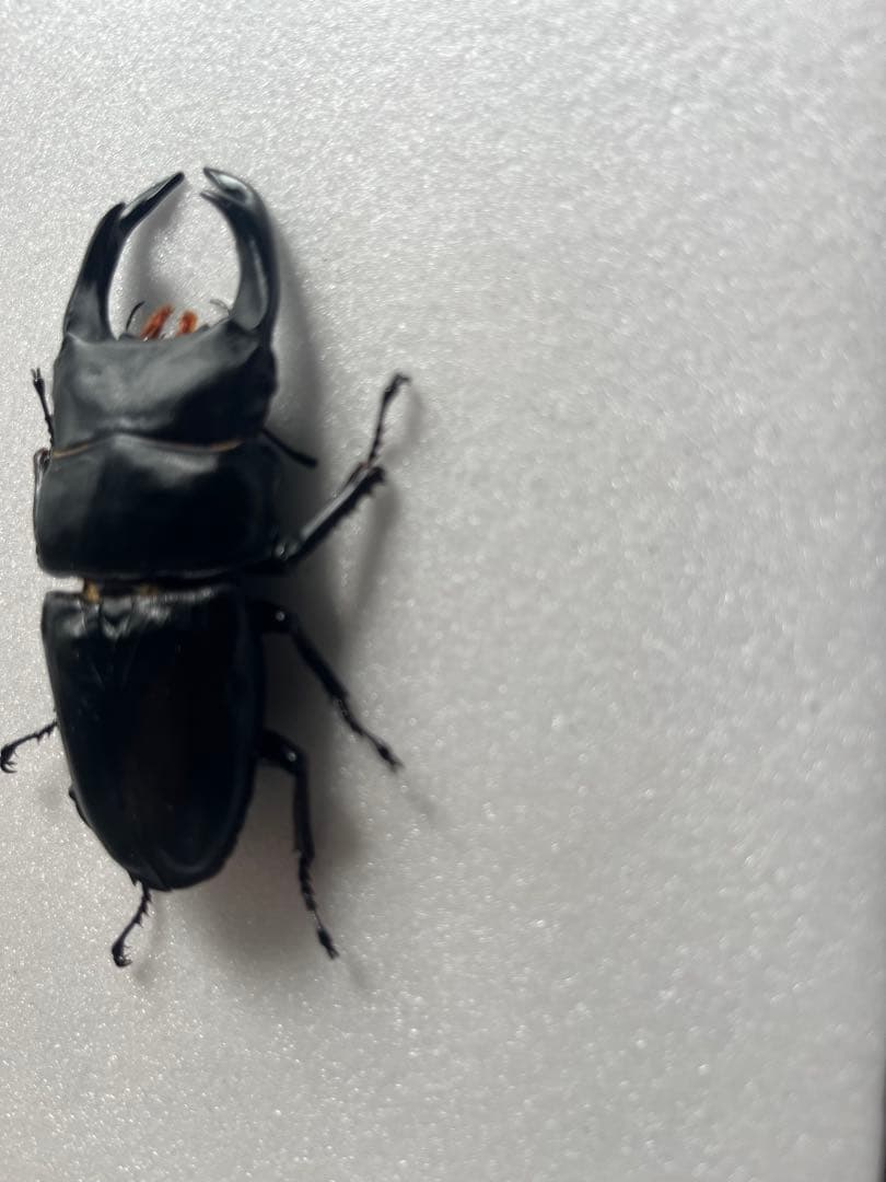 オオクワガタ89.5mm 能勢産　YG血統 昆虫標本用として