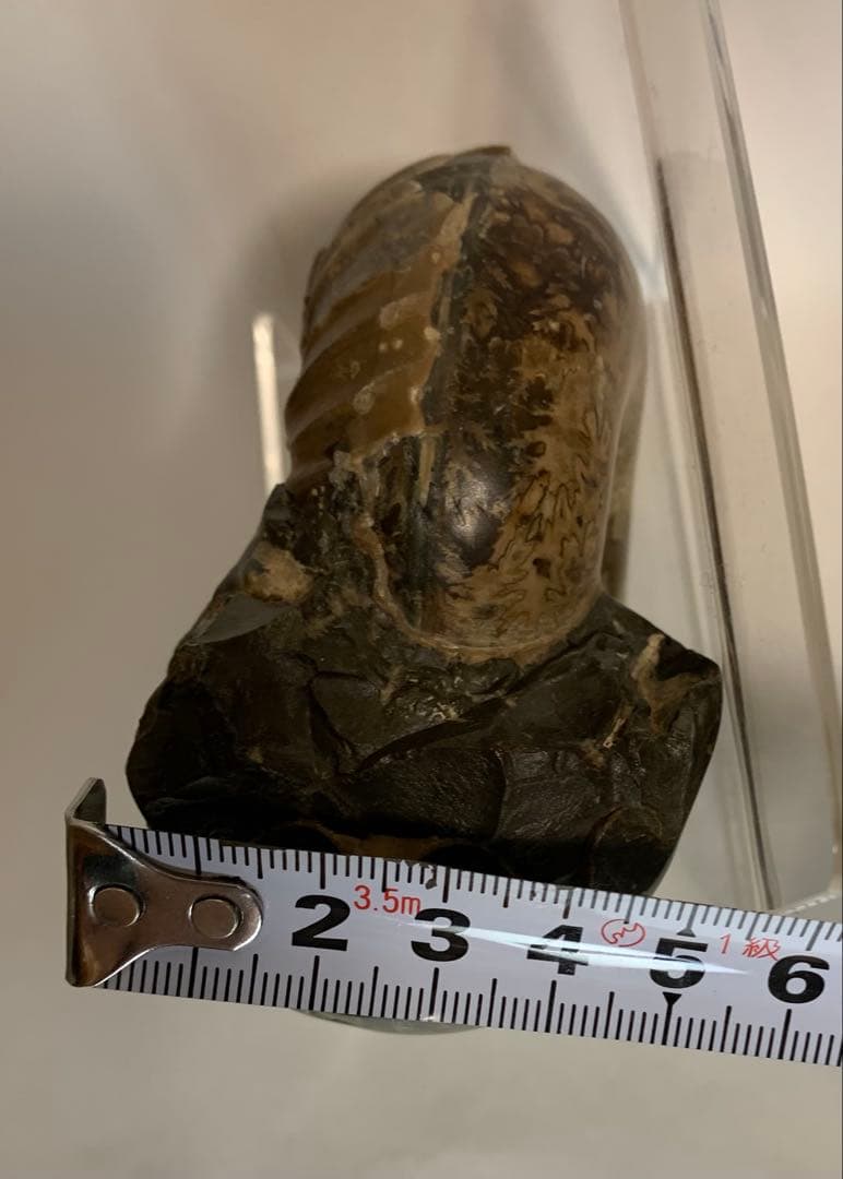 北海道産　ユーパキディスカス　アンモナイト　化石