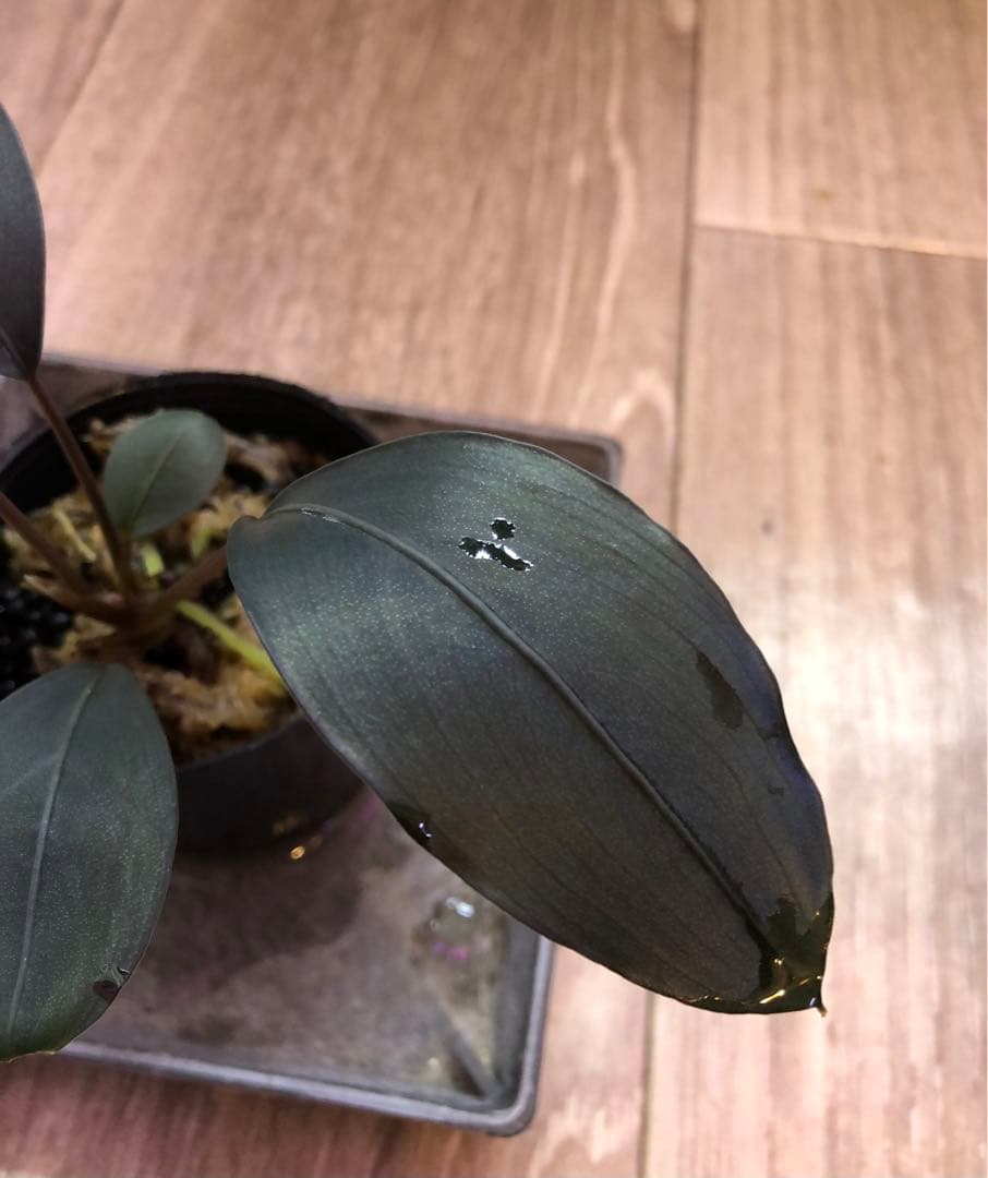 陰性水草の王様的存在Bucephalandra motleyana Miri産