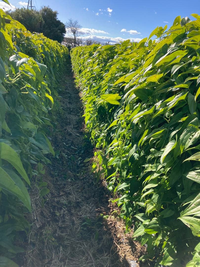 和歌山県産紫つくね芋20kg