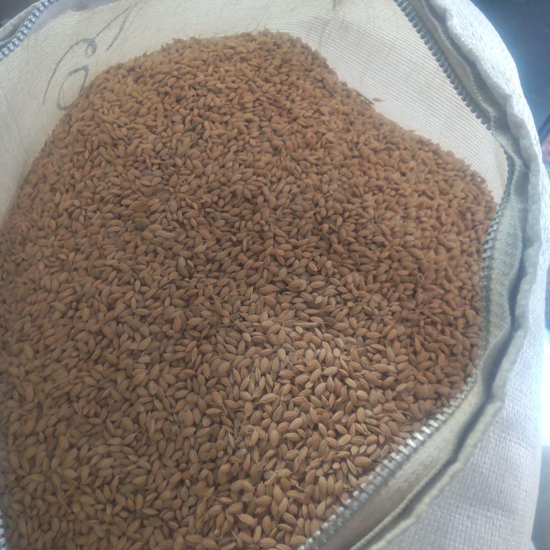 美味しいお米　もみ　20キロ