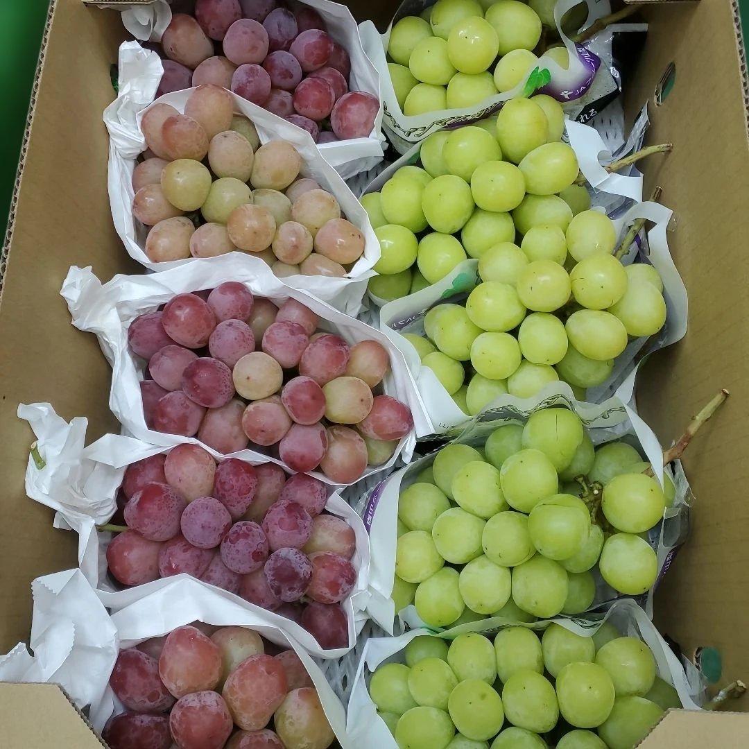 3️⃣ 山梨県産 シャインマスカット＆スカーレット １０房入り 箱込み5.4キロ