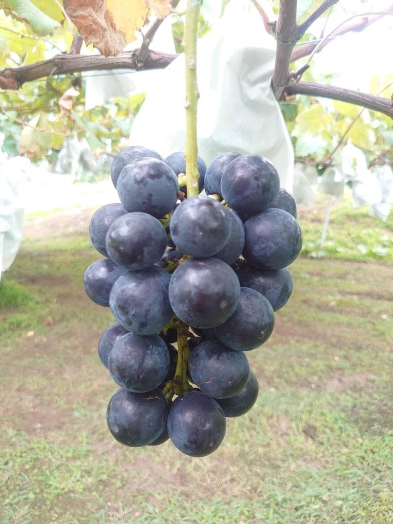 【るる】★ナガノパープル★長野県産★3.5ｋｇ程度★家庭用★