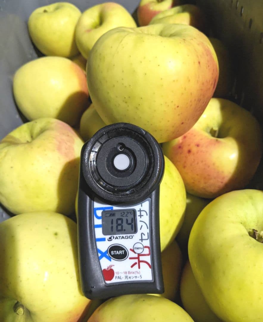 じぃじの美味しい林檎　ぐんま名月10k