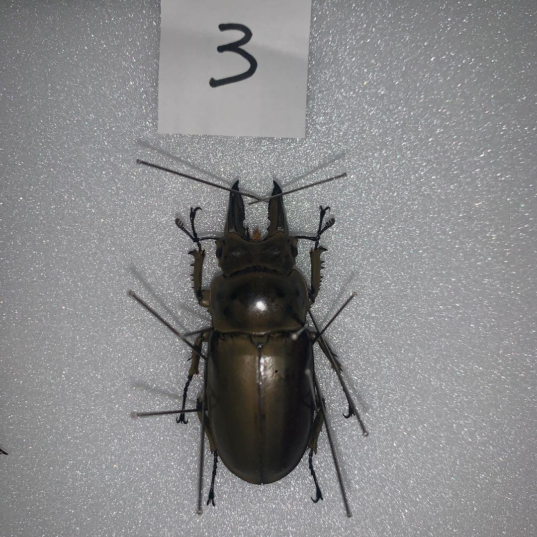 Ａ.ローゼンベルク　オオゴンオニ野外品3体セット