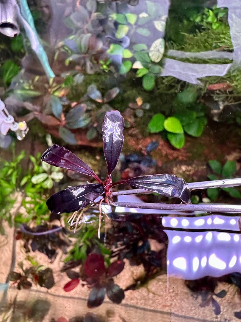 爆睡 sp.ブラウニーゴーストカリマンタン　2株