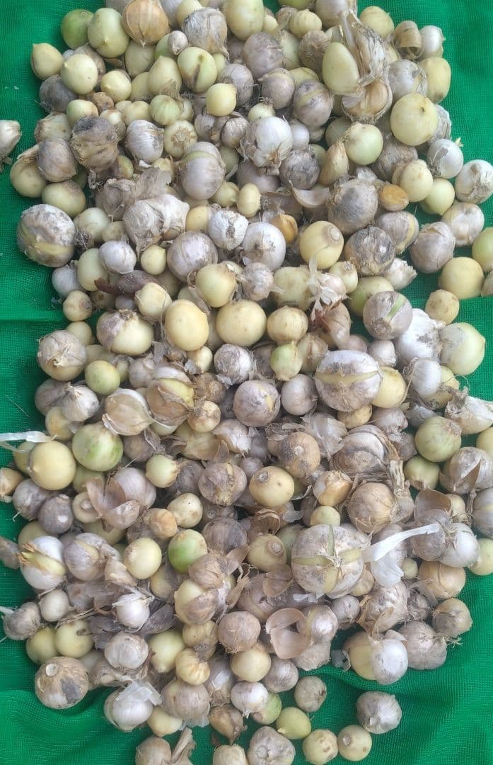 ジャンボにんにく 30kg海月1