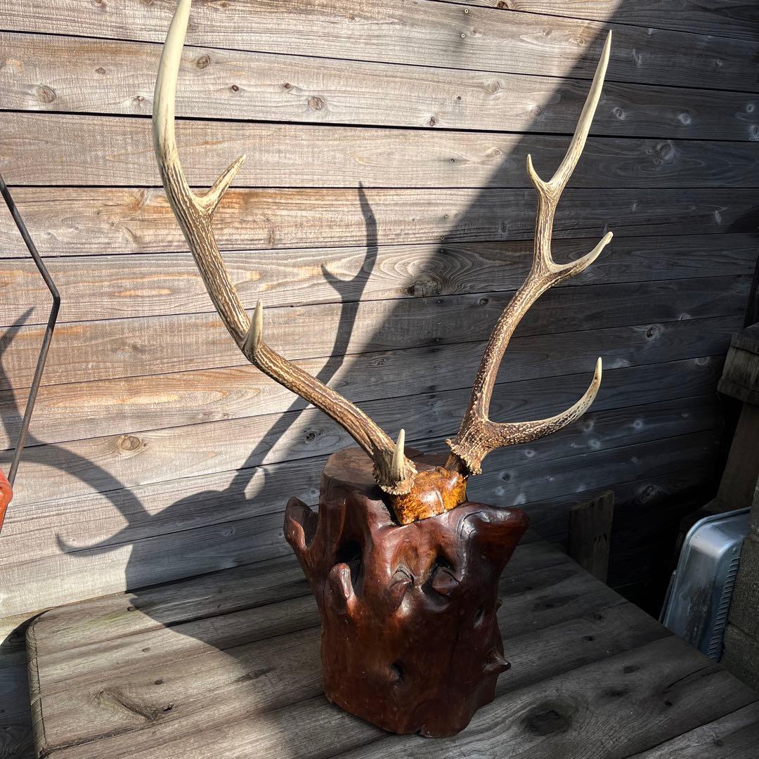 ヴィンテージ迫力満点！鹿ツノ丸太