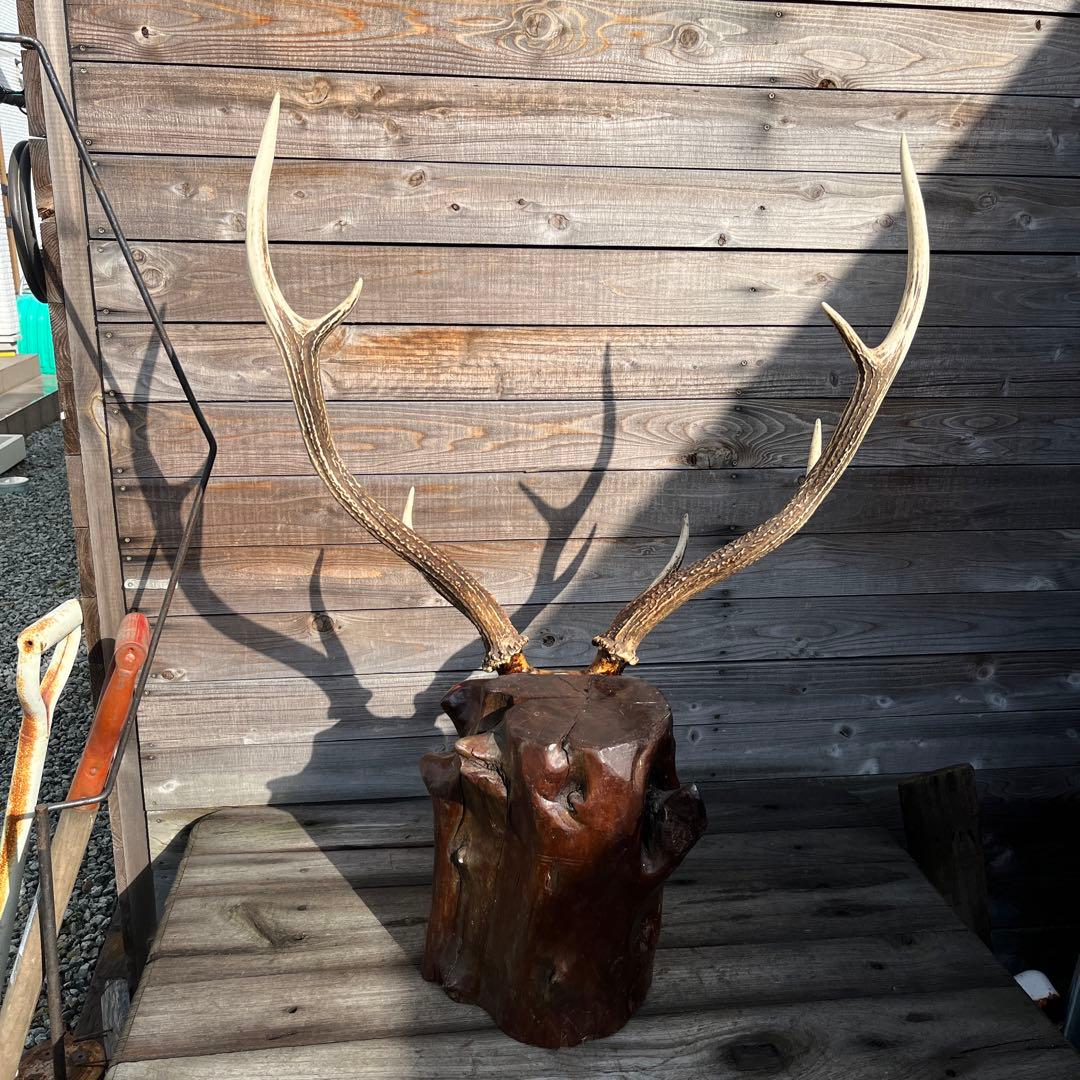 ヴィンテージ迫力満点！鹿ツノ丸太