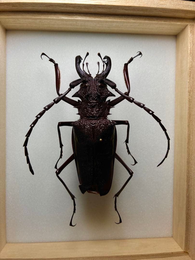 特大コロンビア産オニノコギリカミキリ　79mm 昆虫標本